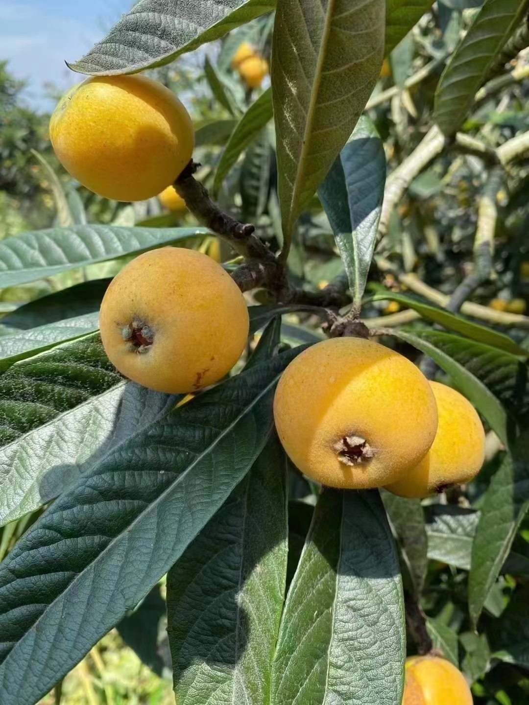 枇杷